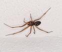 Steatoda_grossa_D3123_Z_83_Loosdrechtse plassen_Nederland